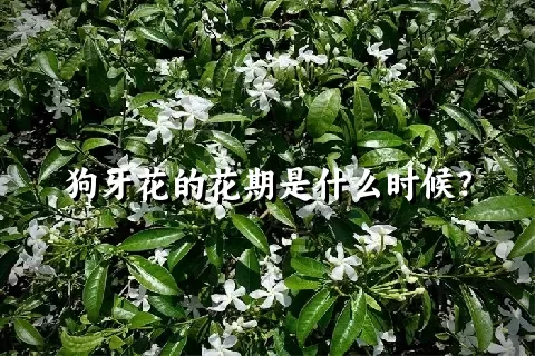 狗牙花的花期是什么时候？