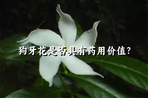 狗牙花是否具有药用价值？