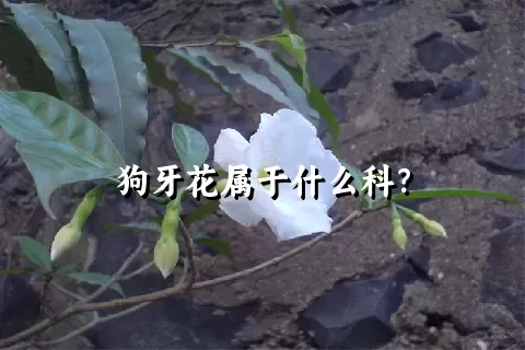 狗牙花属于什么科？