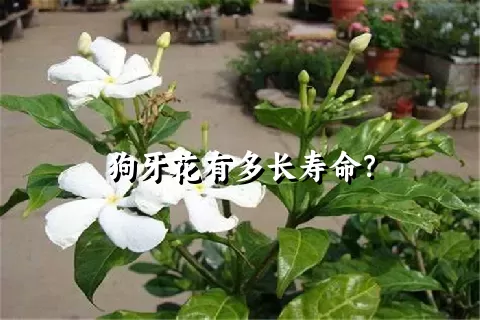 狗牙花有多长寿命？