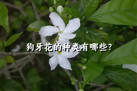 狗牙花的种类有哪些？