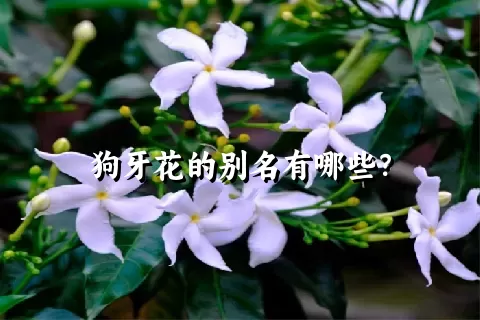 狗牙花的别名有哪些？