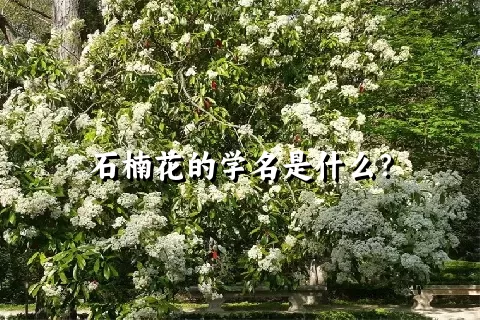 石楠花的学名是什么？