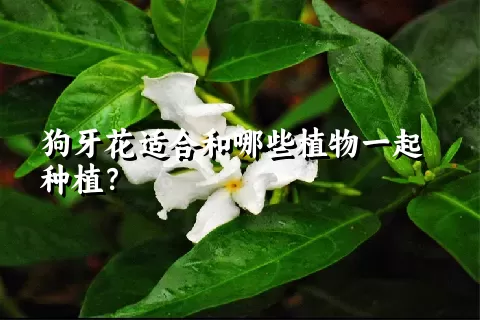 狗牙花适合和哪些植物一起种植？