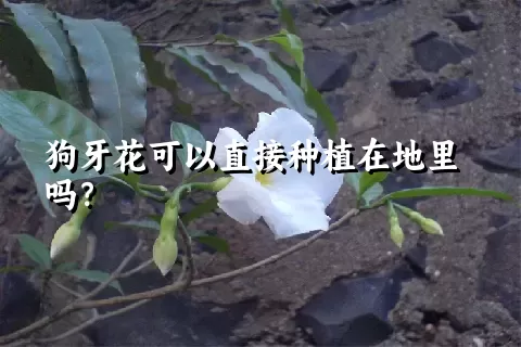 狗牙花可以直接种植在地里吗？