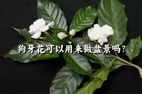 狗牙花可以用来做盆景吗？