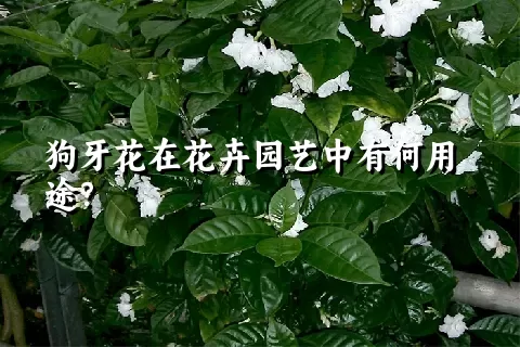 狗牙花在花卉园艺中有何用途？