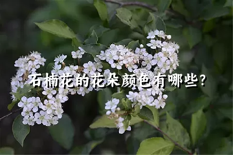 石楠花的花朵颜色有哪些？