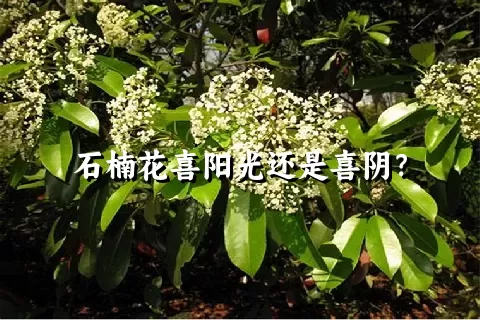 石楠花喜阳光还是喜阴？