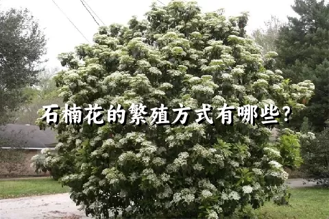 石楠花的繁殖方式有哪些？