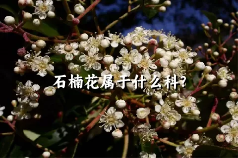 石楠花属于什么科？