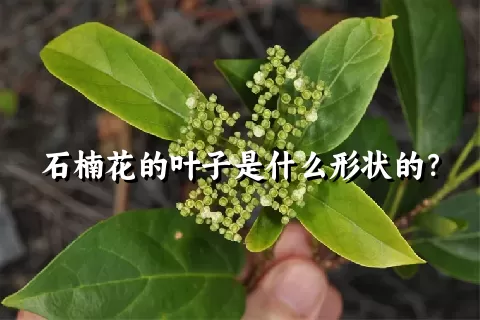 石楠花的叶子是什么形状的？