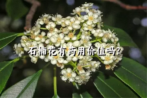 石楠花有药用价值吗？