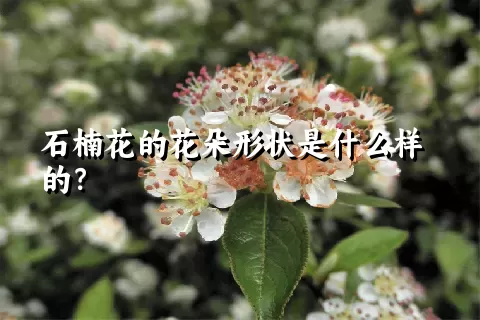 石楠花的花朵形状是什么样的？