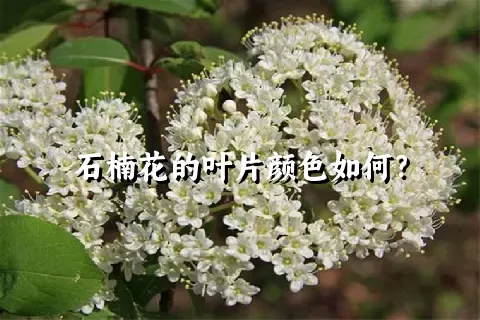 石楠花的叶片颜色如何？