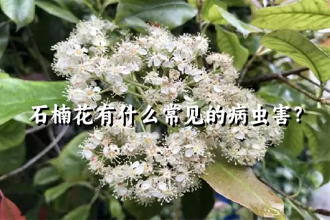 石楠花有什么常见的病虫害？