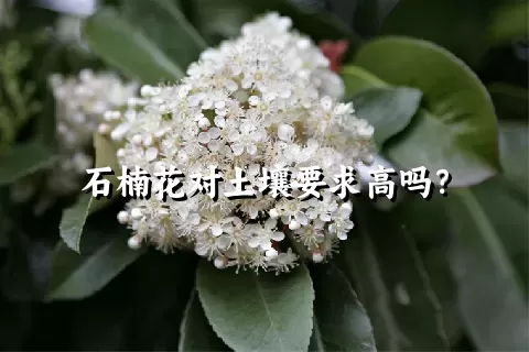 石楠花对土壤要求高吗？