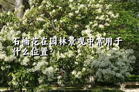 石楠花在园林景观中常用于什么位置？