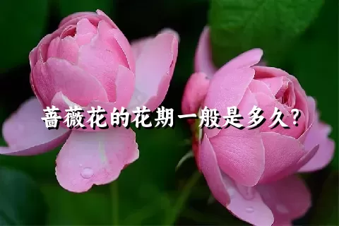 蔷薇花的花期一般是多久？