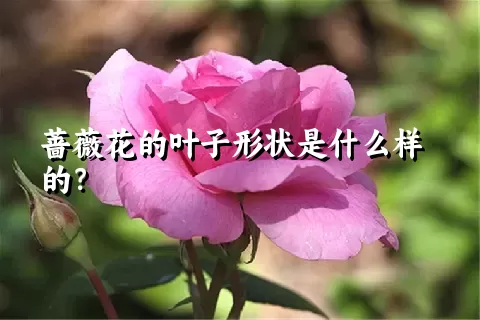 蔷薇花的叶子形状是什么样的？