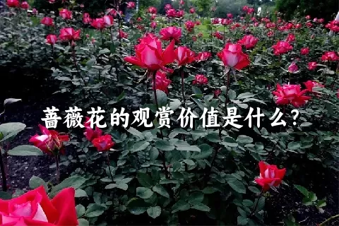 蔷薇花的观赏价值是什么？