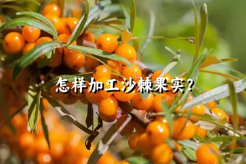 怎样加工沙棘果实？