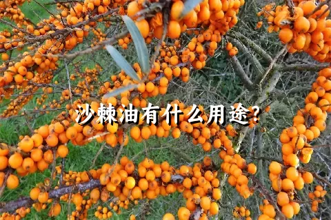 沙棘油有什么用途？