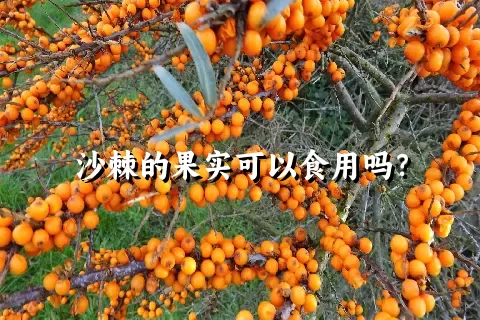 沙棘的果实可以食用吗？