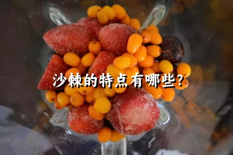 沙棘的特点有哪些？