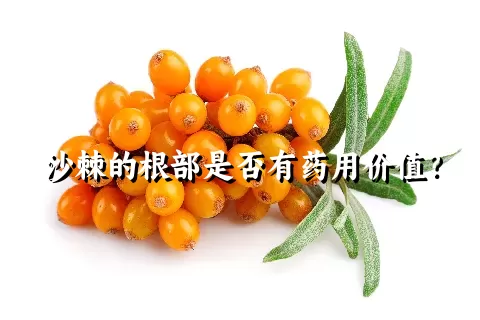 沙棘的根部是否有药用价值？