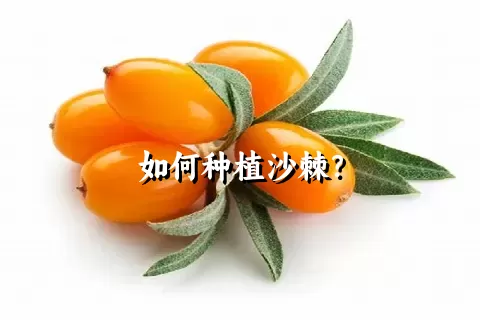 如何种植沙棘？