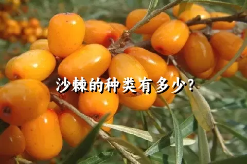 沙棘的种类有多少？