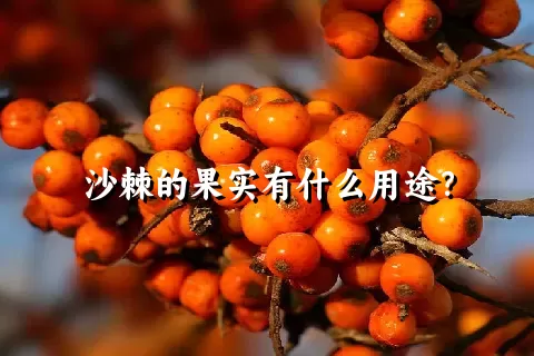 沙棘的果实有什么用途？