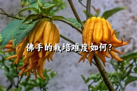 佛手的栽培难度如何？