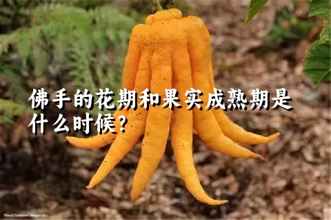 佛手的花期和果实成熟期是什么时候？