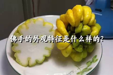 佛手的外观特征是什么样的？