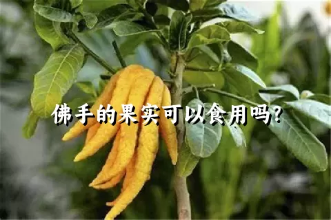 佛手的果实可以食用吗？