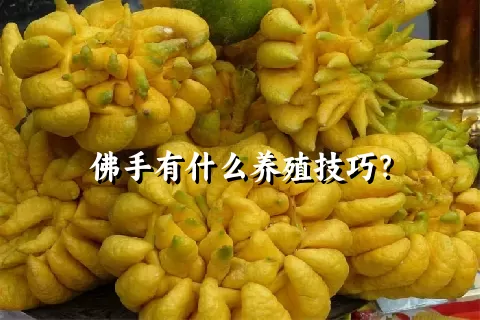 佛手有什么养殖技巧？