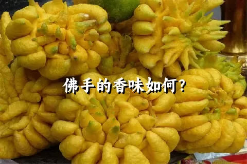 佛手的香味如何？