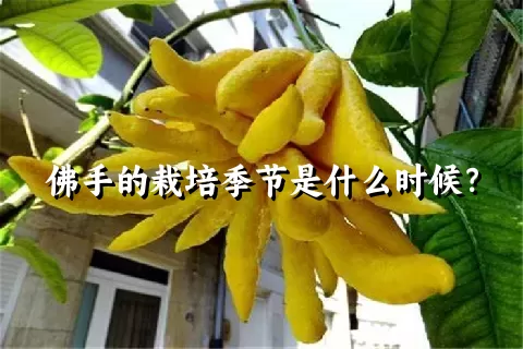 佛手的栽培季节是什么时候？