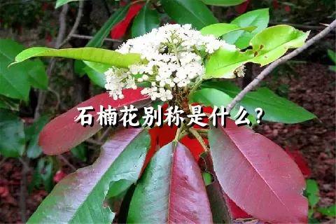 石楠花别称是什么？