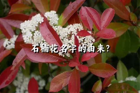 石楠花名字的由来？