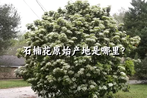 石楠花原始产地是哪里？