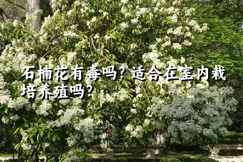 石楠花有毒吗？适合在室内栽培养殖吗？