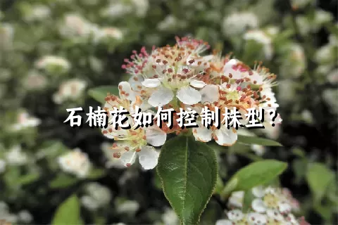 石楠花如何控制株型？