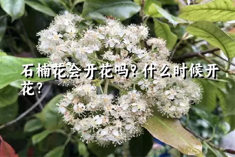 石楠花会开花吗？什么时候开花？