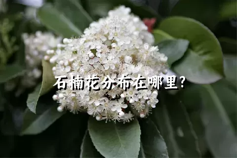 石楠花分布在哪里?