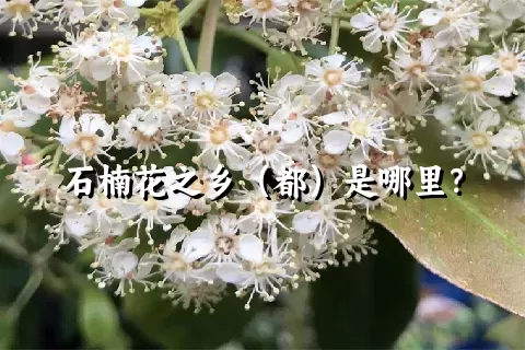 石楠花之乡（都）是哪里？