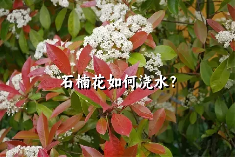 石楠花如何浇水？