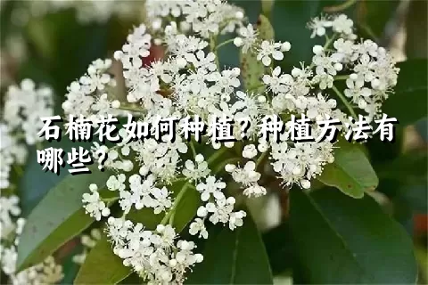 石楠花如何种植？种植方法有哪些？